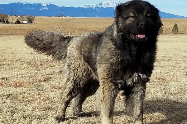 高加索犬和藏獒谁更厉害，高加索犬的体型更大但藏獒更凶猛