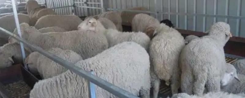 发酵床养羊要注意什么，防疫工作不可忽略