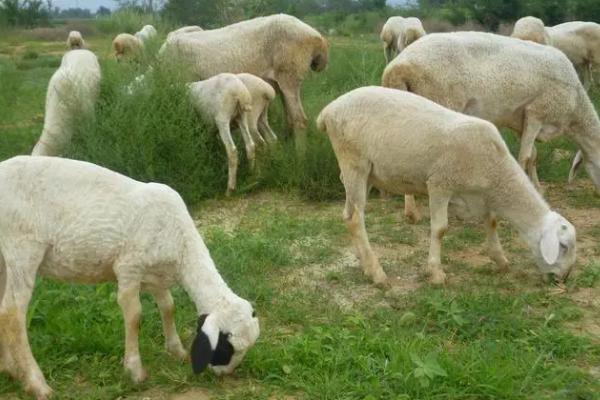 发酵床养羊要注意什么，防疫工作不可忽略