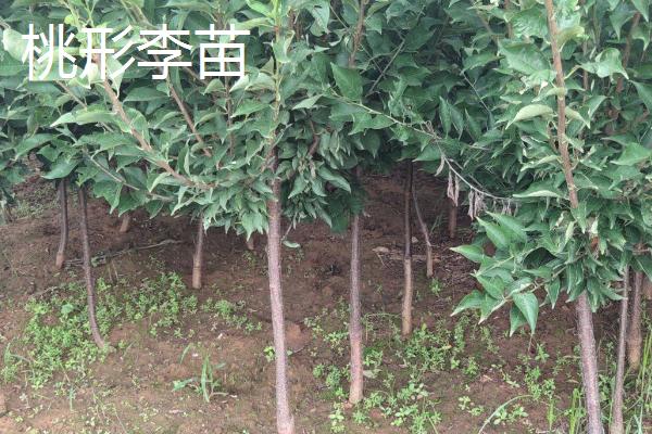 李子树苗批发价格，选择适合当地种植的品种