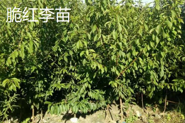 李子树苗批发价格，选择适合当地种植的品种