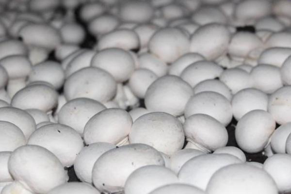 双孢菇栽培注意事项，是发展农业经济的重要项目之一