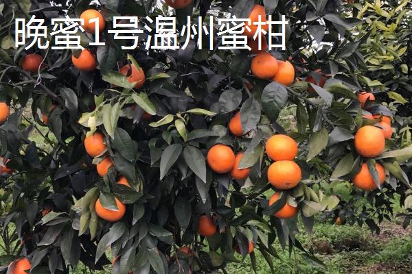 常见的杂交柑橘品种，不要盲目跟风新品种