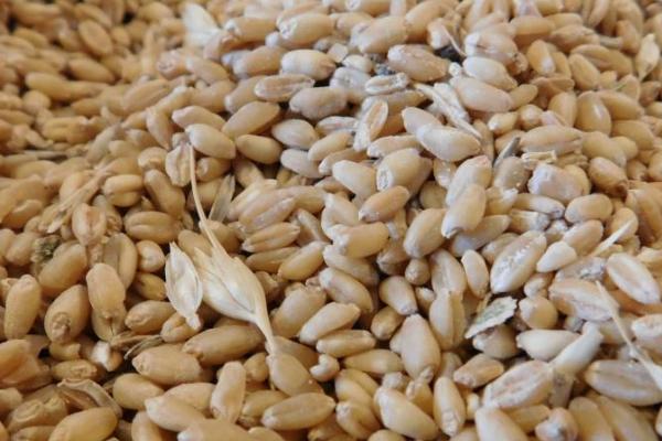 粮食种子储存要求，中国主要进口小麦、玉米、大豆、大米等