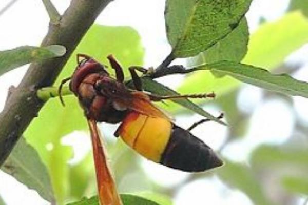 黄腰虎头蜂适合养殖吗，因腹部第1-2节背板呈黄橙色而得名