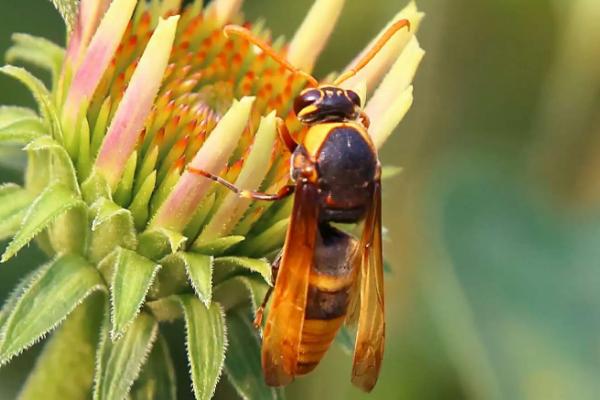 黄腰虎头蜂适合养殖吗，因腹部第1-2节背板呈黄橙色而得名