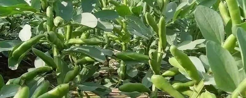 蚕豆的成熟期，每年5月份可上市