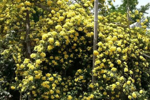 木香花苗的价格，与产地、苗龄、品种有关