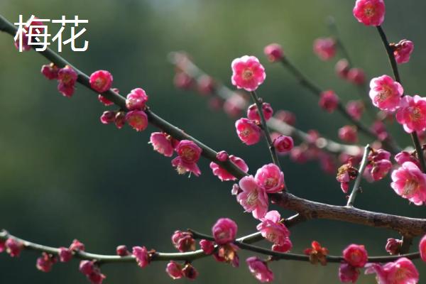 什么花是花中君子，非兰花莫属