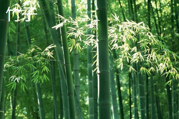 什么花是花中君子，非兰花莫属