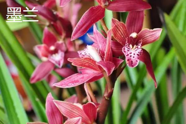 什么花是花中君子，非兰花莫属