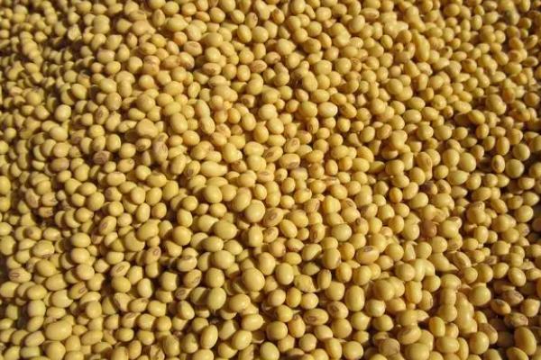 大豆种植技术，选择适合当地种植的品种