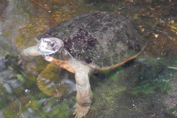 水龟和半水龟有什么区别，对水的依赖性不同