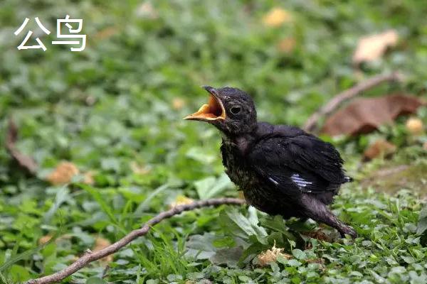 乌鸫幼鸟怎么区分公母，可通过看初级飞羽和鸟喙来分辨