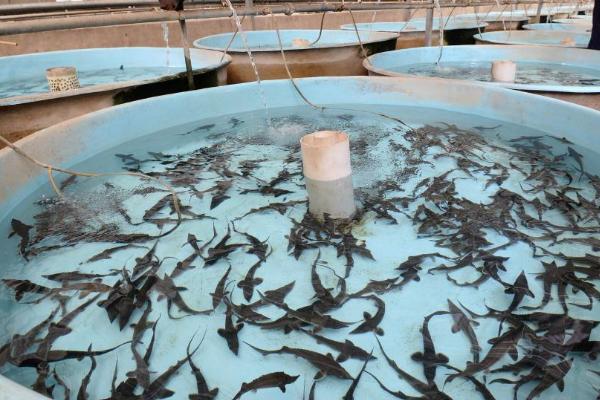 水产养殖利润高的项目有哪些，淡水虾类备受欢迎