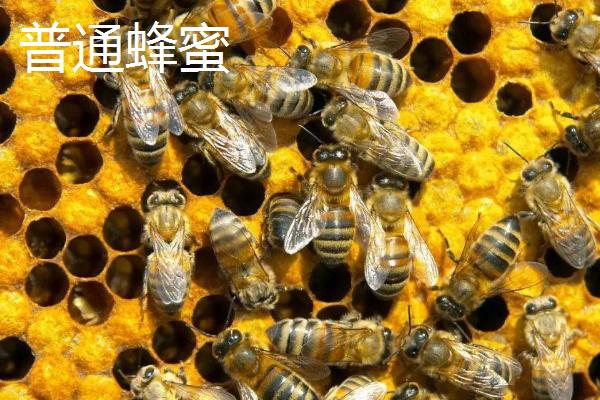 普通蜂蜜和酸蜂蜜有什么区别，蜂种、蜜源、性状都不同
