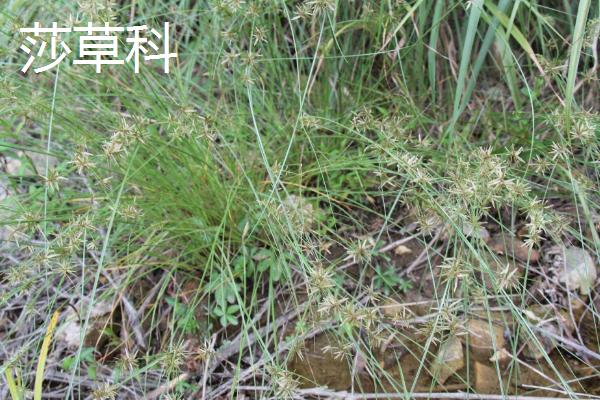 什么草草鱼喜欢吃，以植物根茎、枝叶、果实等为食