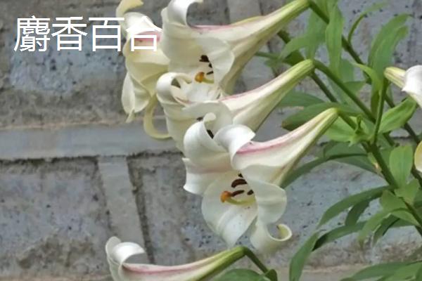 百合花属于蜜源植物吗，不同品种开花时间不同