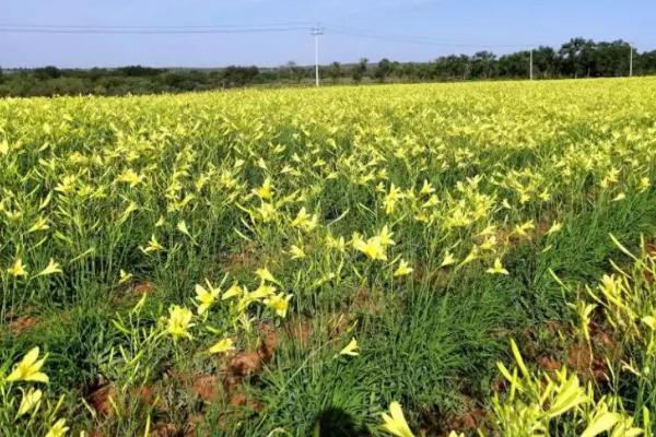 哪里产黄花菜，庆阳黄花菜远销海外