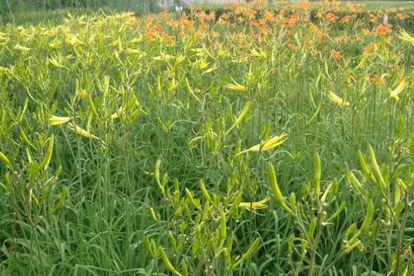 哪里产黄花菜，庆阳黄花菜远销海外