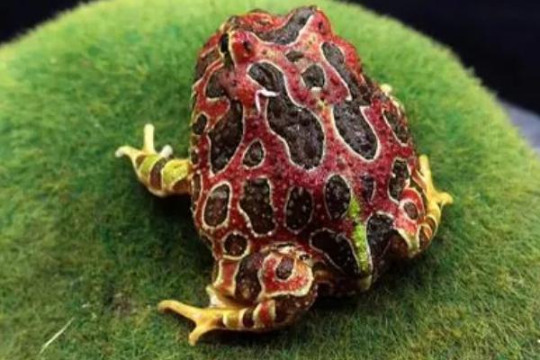 角蛙的生长发育全过程，从蝌蚪到幼体再到成体