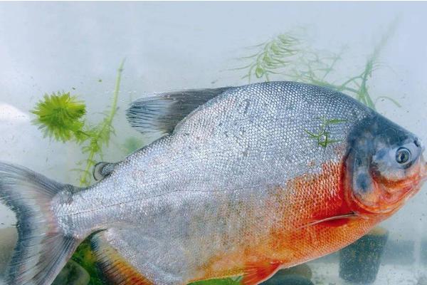 淡水白鲳以什么为食，在食物严重匮乏时可进化成“食人鱼”