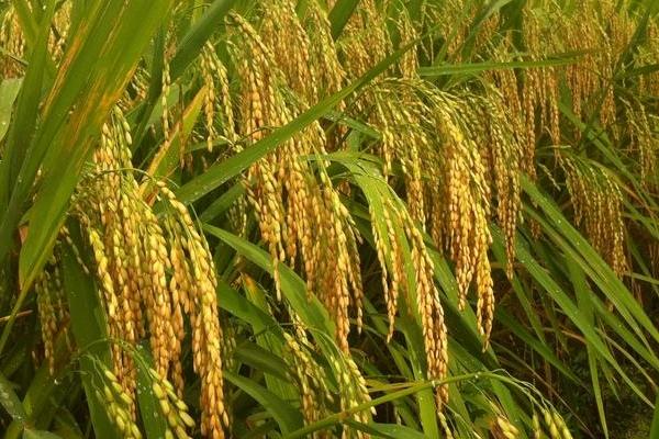 多两优2138水稻品种的特性，中籼两系杂交水稻品种