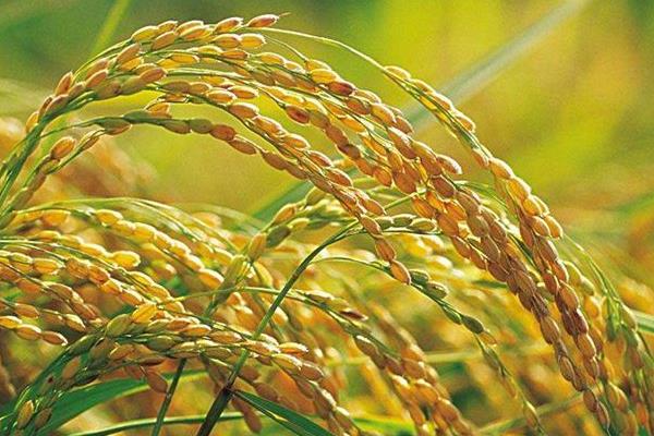榕泰优776水稻种子简介，大田每亩用种量1.0千克