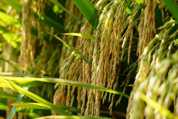 榕泰优776水稻种子简介，大田每亩用种量1.0千克