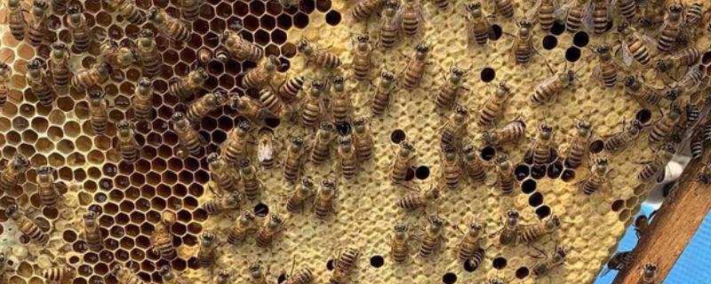 蜂螨用什么药，可用触杀剂、熏蒸剂或熏烟剂