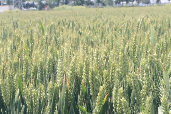 西农261小麦种子特征特性，注意防治病虫害