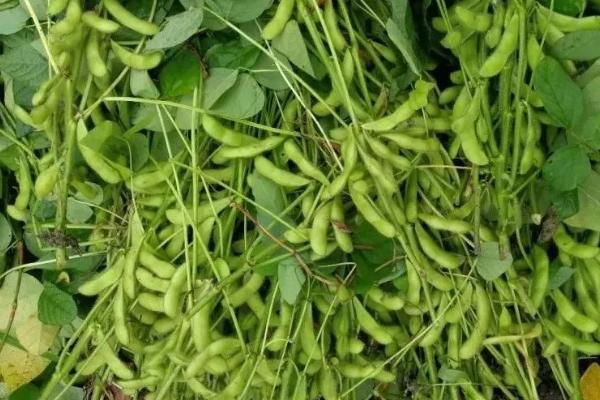陕豆10号大豆种子特征特性，该品种属夏播中熟品种