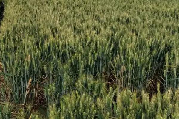 中麦578小麦种子介绍，全生育期246天