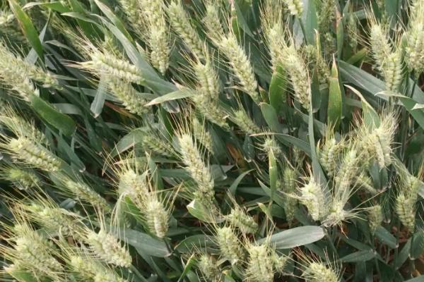 中麦578小麦种子介绍，全生育期246天
