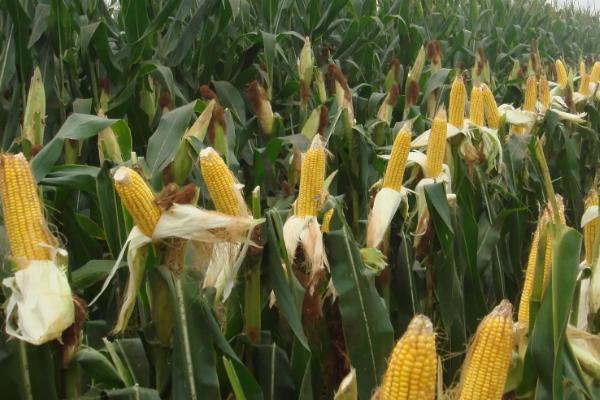 G1916玉米种子介绍，密度4500－6000株/亩