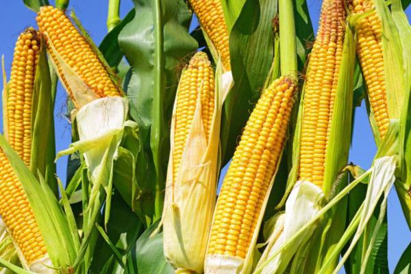 金海超99玉米种子特征特性，适宜播种期5月下旬至6月中旬