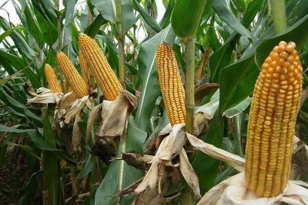 CM998玉米种子介绍，密度4500－5000株/亩