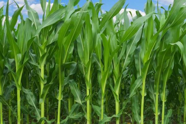 CM998玉米种子介绍，密度4500－5000株/亩