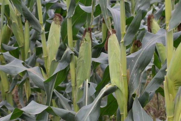 禾创427玉米种子特征特性，中抗茎腐病