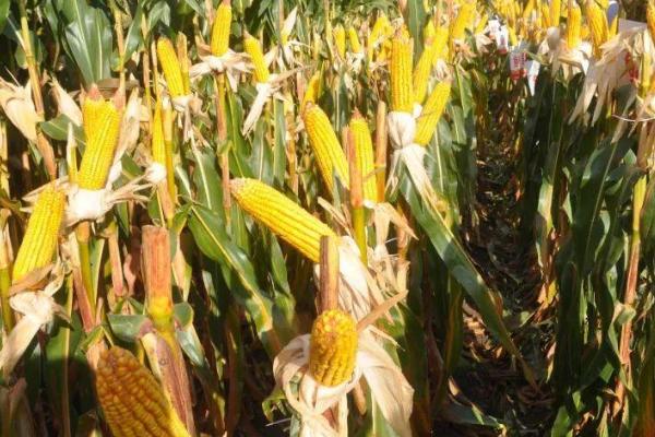 ZD533玉米种子特征特性，适宜播种期4月中旬至5月中旬