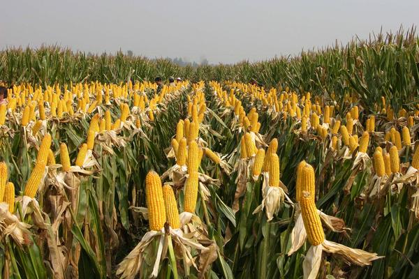 强盛392玉米品种简介，适宜播种期4月下旬至5月上旬