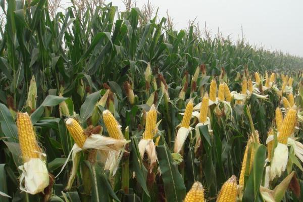 彭创001玉米种子特点，密度4500株/亩左右