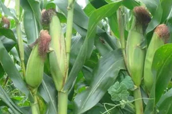 龙垦25玉米种子特征特性，适宜播种期4月下旬至5月上旬