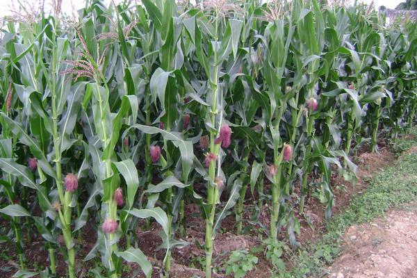 中地2015玉米品种的特性，注意防治虫害