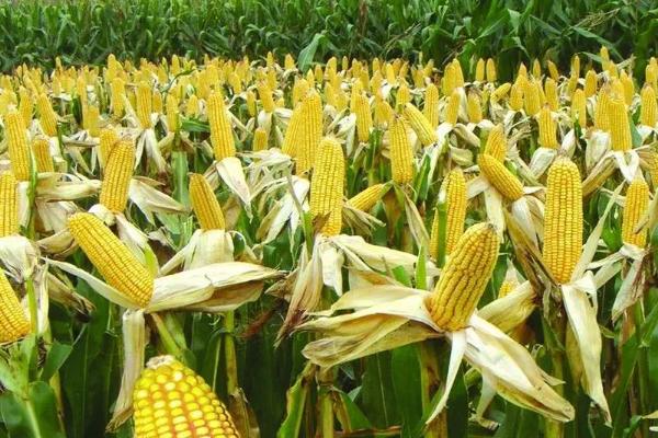 彭创001玉米种子特点，密度4500株/亩左右
