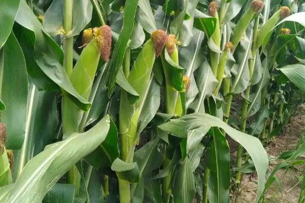 YS6873玉米种子特点，注意防治病虫害