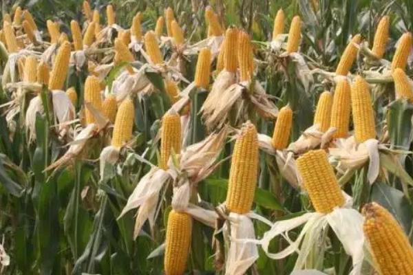 地利537玉米品种的特性，密度4500－5000株/亩