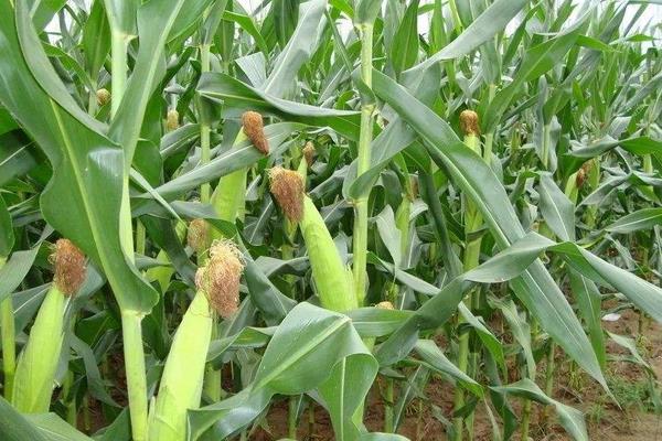 国欣909玉米种简介，密度5000株/亩左右