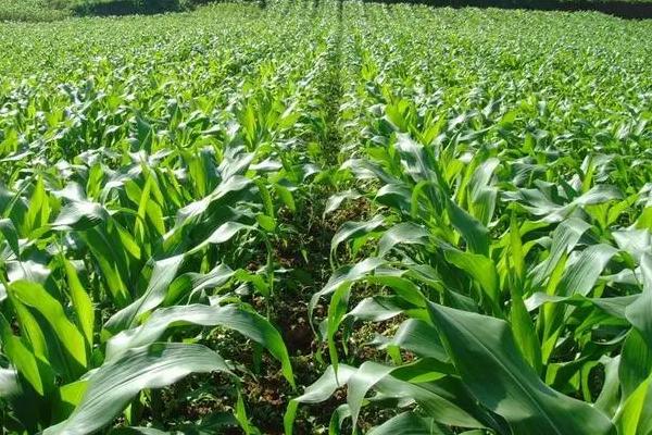 国欣909玉米种简介，密度5000株/亩左右