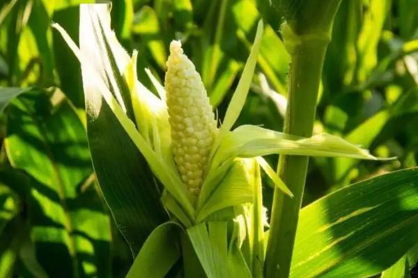 京科256玉米品种的特性，密度4500株/亩左右
